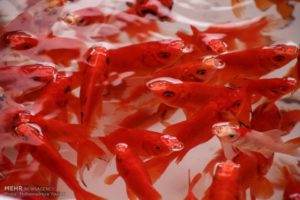 Goldfish, Norooz, Haftseen